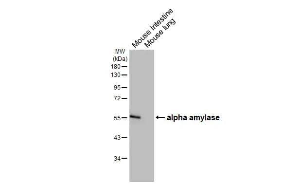 Western Blot Alpha Amylase Antibody (HL1681)