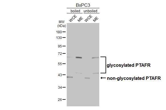 Western Blot PAFR Antibody (HL2998)