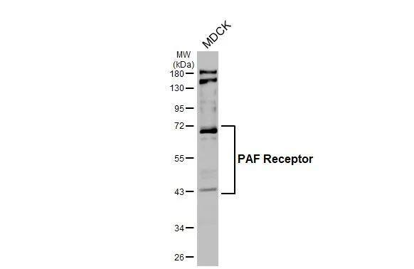 Western Blot PAFR Antibody (HL2998)