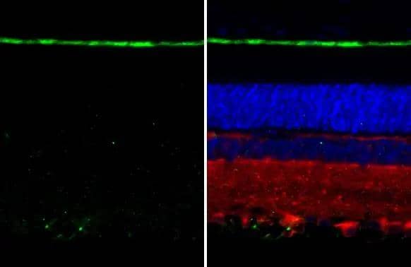 Immunohistochemistry-Paraffin RGR Antibody (HL3058)