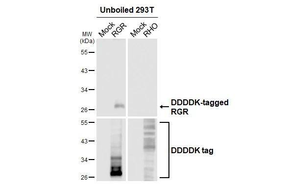 Western Blot RGR Antibody (HL3058)