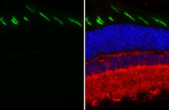 Immunohistochemistry-Paraffin Opsin 1 (Medium Wave) Antibody (HL3435)