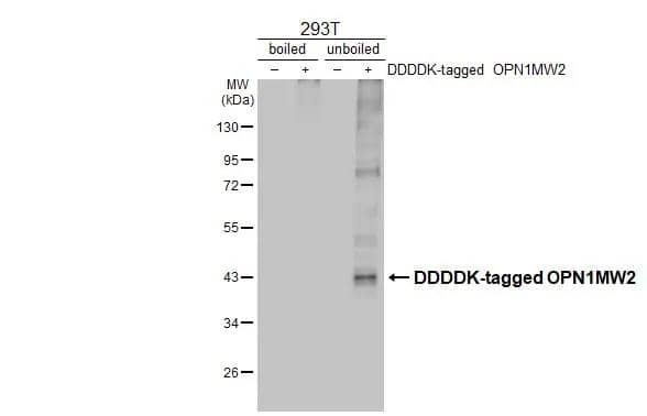 Western Blot Opsin 1 (Medium Wave) Antibody (HL3435)