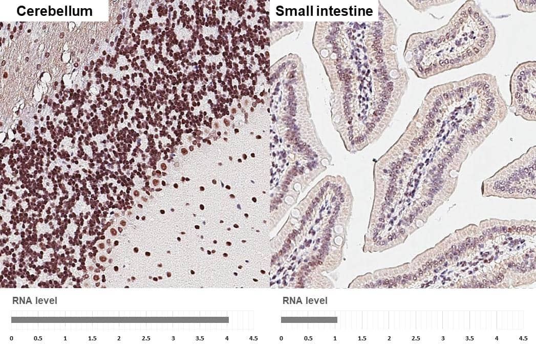 POLR3A antibody [HL3437] detects POLR3A protein by immunohistochemical analysis.Sample: Paraffin-embedded mouse tissues.POLR3A stained by POLR3A antibody [HL3437] (NBP3-48813) diluted at 1:200.Antigen Retrieval: Citrate buffer, pH 6.0, 15 min 