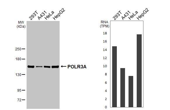 Various whole cell extracts (30 ug) were separated by 5% SDS-PAGE, and the membrane was blotted with POLR3A antibody [HL3437] (NBP3-48813) diluted at 1:1000. The HRP-conjugated anti-rabbit IgG antibody was used to detect the primary antibody. Corresponding RNA expression data for the same cell lines are based on Human Protein Atlas program. 