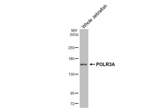 Western Blot POLR3A Antibody (HL3437)