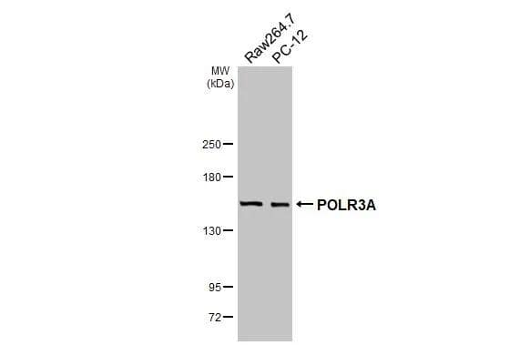 Various whole cell extracts (30 ug) were separated by 5% SDS-PAGE, and the membrane was blotted with POLR3A antibody [HL3437] (NBP3-48813) diluted at 1:1000. The HRP-conjugated anti-rabbit IgG antibody was used to detect the primary antibody. 