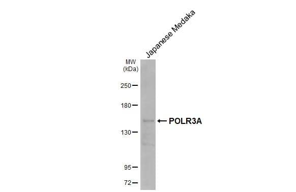 Western Blot POLR3A Antibody (HL3437)