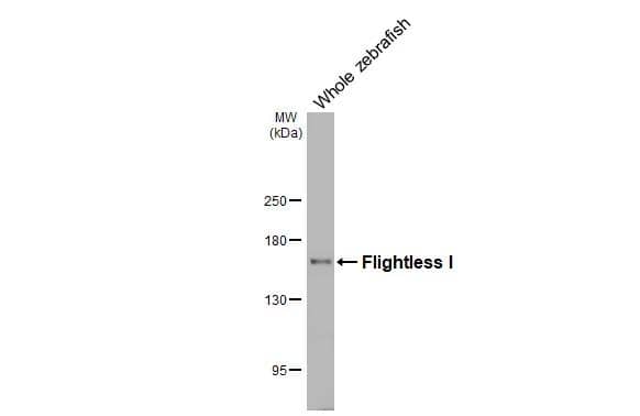 Whole zebrafish extract (30 ug) was separated by 5% SDS-PAGE, and the membrane was blotted with Flightless I antibody [HL3438] (NBP3-48814) diluted at 1:1000. The HRP-conjugated anti-rabbit IgG antibody was used to detect the primary antibody. 