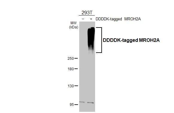 Western Blot HEATR7B1 Antibody (HL3448)