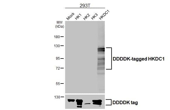 Non-transfected and transfected 293T whole cell extracts were separated by 7.5% SDS-PAGE, and the membrane was blotted with HKDC1 antibody [HL3464] (NBP3-48816) diluted at 1:5000. The HRP-conjugated anti-rabbit IgG antibody was used to detect the primary antibody. 