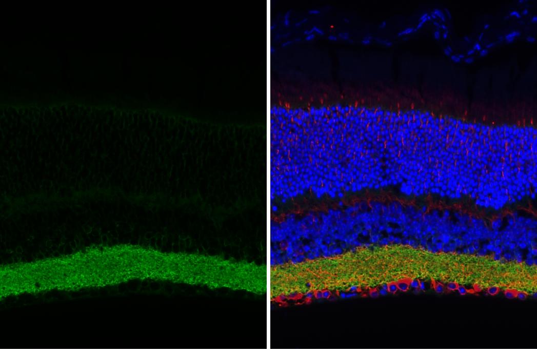 Immunohistochemistry-Paraffin GAT-1/SLC6A1 Antibody (HL3475)