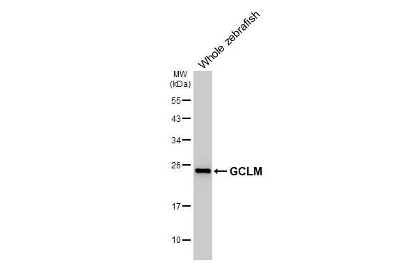 Whole zebrafish extract (30 �g) was separated by 12% SDS-PAGE, and the membrane was blotted with GCLM antibody [HL3517] (NBP3-48822) diluted at 1:1000. The HRP-conjugated anti-rabbit IgG antibody was used to detect the primary antibody. 