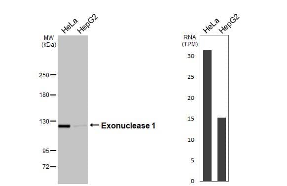 <b>Orthogonal Strategies Validation. </b>Various whole cell extracts (30 ug) were separated by 5% SDS-PAGE, and the membrane was blotted with Exonuclease 1 antibody [HL3547] (NBP3-48825) diluted at 1:1000. The HRP-conjugated anti-rabbit IgG antibody was used to detect the primary antibody. Corresponding RNA expression data for the same cell lines are based on Human Protein Atlas program. 