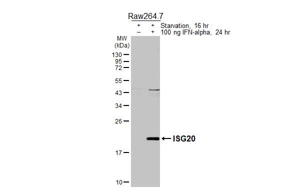 Untreated (-) and treated (+) Raw264.7 whole cell extracts (30 ug) were separated by 12% SDS-PAGE, and the membrane was blotted with ISG20 antibody [HL3578] (NBP3-48827) diluted at 1:1000. The HRP-conjugated anti-rabbit IgG antibody was used to detect the primary antibody. 