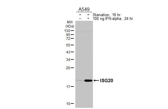 Untreated (-) and treated (+) A549 whole cell extracts (30 ug) were separated by 12% SDS-PAGE, and the membrane was blotted with ISG20 antibody [HL3578] (NBP3-48827) diluted at 1:1000. The HRP-conjugated anti-rabbit IgG antibody was used to detect the primary antibody. 