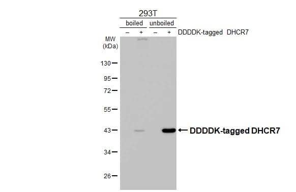 <b>Orthogonal Strategies Validation. </b>Non-transfected (-) and transfected (+) boiled and unboiled 293T whole cell extracts (30 ug) were separated by 10% SDS-PAGE, and the membrane was blotted with DHCR7 antibody [HL3685] (NBP3-48834) diluted at 1:5000. The HRP-conjugated anti-rabbit IgG antibody was used to detect the primary antibody. 