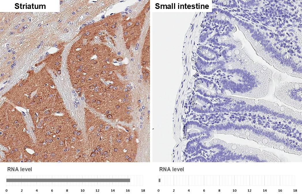 <b>Orthogonal Strategies Validation. </b>PHACTR1 antibody [HL3726] detects PHACTR1 protein by immunohistochemical analysis.Sample: Paraffin-embedded mouse tissues.PHACTR1 stained by PHACTR1 antibody [HL3726] (NBP3-48837) diluted at 1:100.Antigen Retrieval: Citrate buffer, pH 6.0, 15 min 