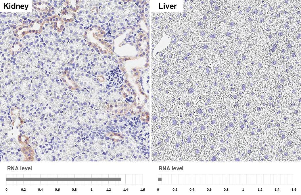 <b>Orthogonal Strategies Validation. </b>PHACTR1 antibody [HL3726] detects PHACTR1 protein by immunohistochemical analysis.Sample: Paraffin-embedded mouse tissues.PHACTR1 stained by PHACTR1 antibody [HL3726] (NBP3-48837) diluted at 1:100.Antigen Retrieval: Citrate buffer, pH 6.0, 15 min 
