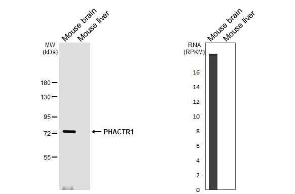 Various tissue extracts (50 ug) were separated by 7.5% SDS-PAGE, and the membrane was blotted with PHACTR1 antibody [HL3726] (NBP3-48837) diluted at 1:1000. The HRP-conjugated anti-rabbit IgG antibody was used to detect the primary antibody. Corresponding RNA expression data are based on NCBI database. 