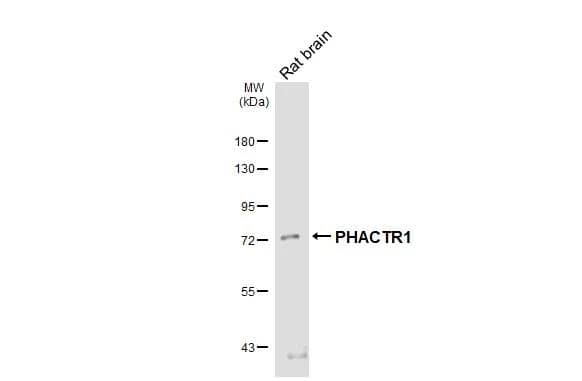 <b>Orthogonal Strategies Validation. </b>Rat tissue extract (50 ug) was separated by 7.5% SDS-PAGE, and the membrane was blotted with PHACTR1 antibody [HL3726] (NBP3-48837) diluted at 1:1000. The HRP-conjugated anti-rabbit IgG antibody was used to detect the primary antibody. 