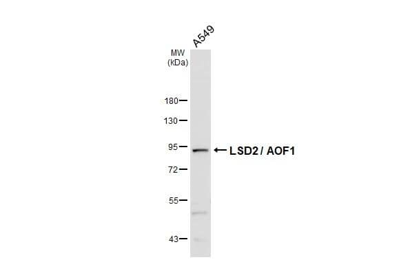 Western Blot AOF1 Antibody (HL3729)