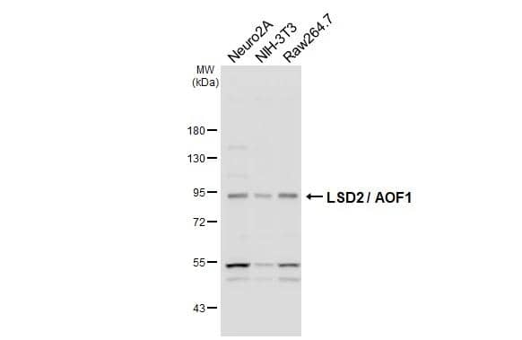 Western Blot AOF1 Antibody (HL3729)