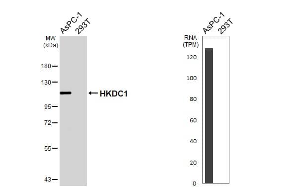 <b>Orthogonal Strategies Validation. </b>Various whole cell extracts (30 ug) were separated by 7.5% SDS-PAGE, and the membrane was blotted with HKDC1 antibody [HL3743] (NBP3-48840) diluted at 1:1000. The HRP-conjugated anti-rabbit IgG antibody was used to detect the primary antibody. Corresponding RNA expression data for the same cell lines are based on Human Protein Atlas program. 