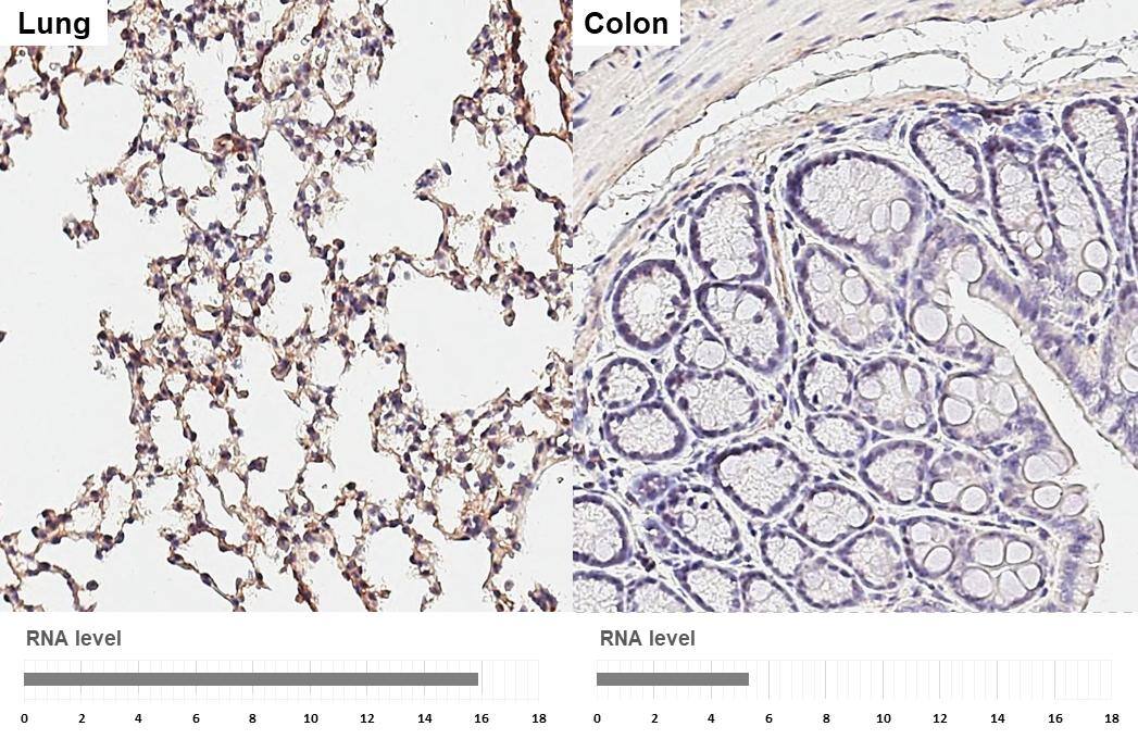 SH3PXD2A antibody [GT88] detects SH3PXD2A protein by immunohistochemical analysis.Sample: Paraffin-embedded mouse tissues.SH3PXD2A stained by SH3PXD2A antibody [GT88] (NBP3-48845) diluted at 1:200.Antigen Retrieval: Citrate buffer, pH 6.0, 15 min 