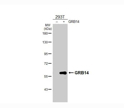Western Blot GRB 14 Antibody (HL3786)