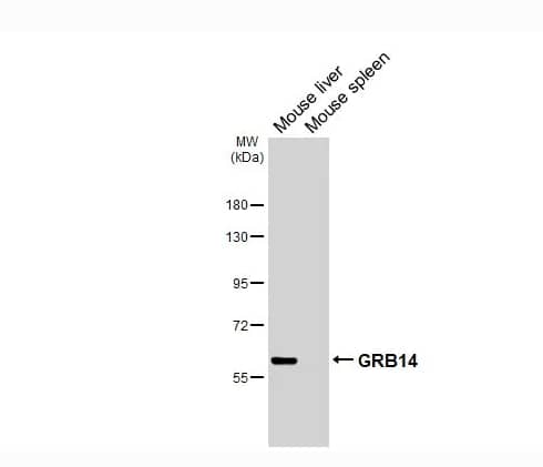 Western Blot GRB 14 Antibody (HL3786)