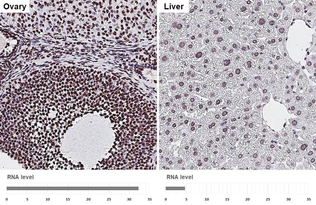 Aly antibody [HL3813] detects Aly protein by immunohistochemical analysis.Sample: Paraffin-embedded mouse tissues.Aly stained by Aly antibody [HL3813] (NBP3-48848) diluted at 1:200.Antigen Retrieval: Tris-EDTA buffer, pH 9.0, 15 min 