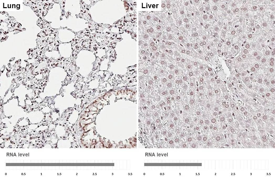 Aly antibody [HL3813] detects Aly protein by immunohistochemical analysis.Sample: Paraffin-embedded rat tissues.Aly stained by Aly antibody [HL3813] (NBP3-48848) diluted at 1:200.Antigen Retrieval: Tris-EDTA buffer, pH 9.0, 15 min 