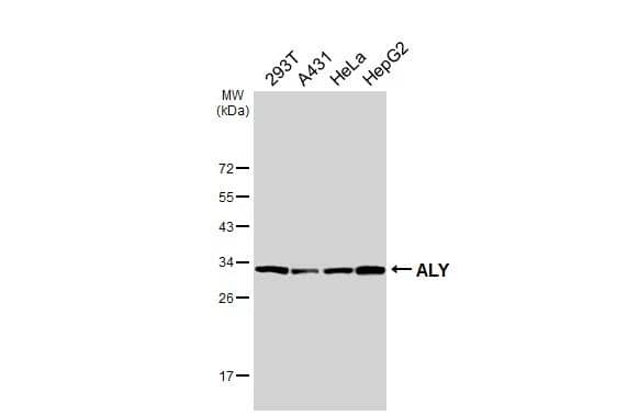 Various whole cell extracts (30 ug) were separated by 12% SDS-PAGE, and the membrane was blotted with Aly antibody [HL3813] (NBP3-48848) diluted at 1:1000. The HRP-conjugated anti-rabbit IgG antibody was used to detect the primary antibody. 