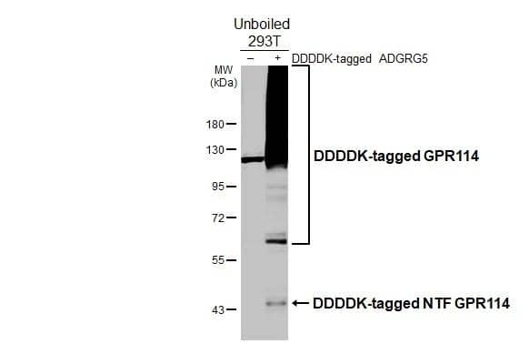 Non-transfected (-) and transfected (+) unboiled 293T whole cell extracts (30 ug) were separated by 7.5% SDS-PAGE, and the membrane was blotted with GPR114 antibody [HL3850] (NBP3-48850) diluted at 1:5000. The HRP-conjugated anti-rabbit IgG antibody was used to detect the primary antibody. 