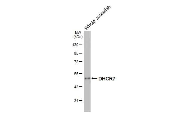 <b>Orthogonal Strategies Validation. </b>Whole zebrafish extract (30 ug) was separated by 10% SDS-PAGE, and the membrane was blotted with DHCR7 antibody [HL3854] (NBP3-48851) diluted at 1:1000. The HRP-conjugated anti-rabbit IgG antibody was used to detect the primary antibody. 