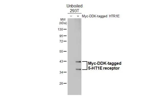Western Blot 5-HT1E Antibody (HL3875)