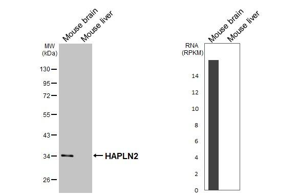 Western Blot HAPLN2 Antibody (GT107)