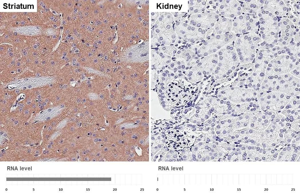 <b>Orthogonal Strategies Validation. </b>Muscarinic Acetylcholine Receptor M1/CHRM1 antibody [HL3933] detects Muscarinic Acetylcholine Receptor M1/CHRM1 protein by immunohistochemical analysis.Sample: Paraffin-embedded mouse tissues.Muscarinic Acetylcholine Receptor M1/CHRM1 stained by Muscarinic Acetylcholine Receptor M1/CHRM1 antibody [HL3933] (NBP3-48854) diluted at 1:2000.Antigen Retrieval: Tris-EDTA buffer, pH 9.0, 15 min 