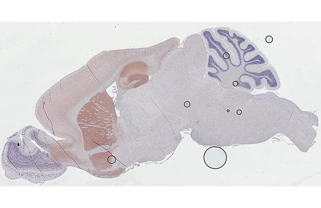 Muscarinic Acetylcholine Receptor M1/CHRM1 antibody [HL3933] detects Muscarinic Acetylcholine Receptor M1/CHRM1 protein by immunohistochemical analysis.Sample: Paraffin-embedded mouse brain.Muscarinic Acetylcholine Receptor M1/CHRM1 stained by Muscarinic Acetylcholine Receptor M1/CHRM1 antibody [HL3933] (NBP3-48854) diluted at 1:2000.Antigen Retrieval: Tris-EDTA buffer, pH 9.0, 15 min 