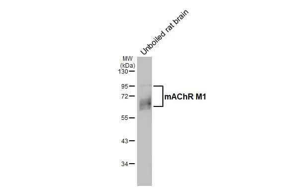 <b>Orthogonal Strategies Validation. </b>Unboiled rat tissue extract (50 ug) was separated by 10% SDS-PAGE, and the membrane was blotted with Muscarinic Acetylcholine Receptor M1/CHRM1 antibody [HL3933] (NBP3-48854) diluted at 1:1000. The HRP-conjugated anti-rabbit IgG antibody was used to detect the primary antibody. 