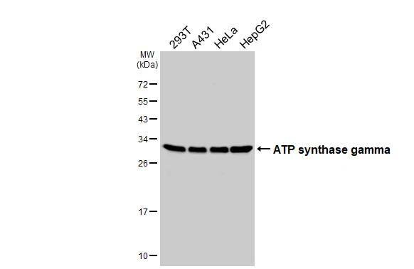 Various whole cell extracts (30 ug) were separated by 12% SDS-PAGE, and the membrane was blotted with ATPG antibody [HL3949] (NBP3-48856) diluted at 1:3000. The HRP-conjugated anti-rabbit IgG antibody was used to detect the primary antibody. 
