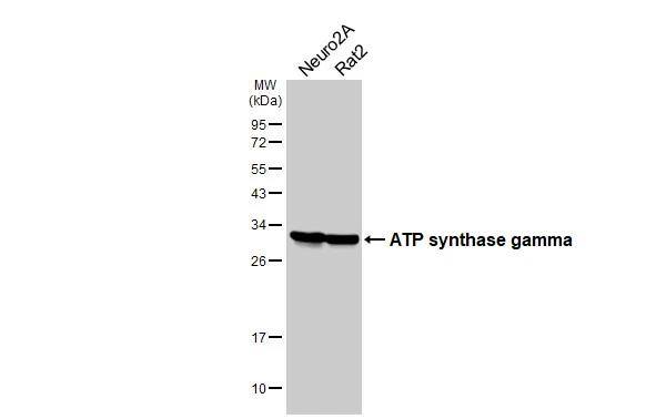 Various whole cell extracts (30 ug) were separated by 12% SDS-PAGE, and the membrane was blotted with ATPG antibody [HL3949] (NBP3-48856) diluted at 1:3000. The HRP-conjugated anti-rabbit IgG antibody was used to detect the primary antibody. 