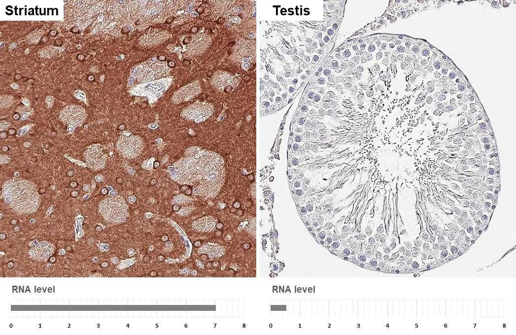 PHACTR1 antibody [HL3954] detects PHACTR1 protein by immunohistochemical analysis.Sample: Paraffin-embedded rat tissues.PHACTR1 stained by PHACTR1 antibody [HL3954] (NBP3-48857) diluted at 1:200.Antigen Retrieval: Tris-EDTA buffer, pH 9.0, 15 min 