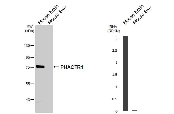 Various tissue extracts (50 ug) were separated by 7.5% SDS-PAGE, and the membrane was blotted with PHACTR1 antibody [HL3954] (NBP3-48857) diluted at 1:1000. The HRP-conjugated anti-rabbit IgG antibody was used to detect the primary antibody. Corresponding RNA expression data are based on NCBI database. 