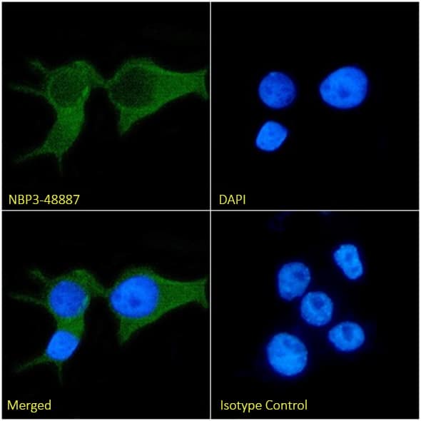 Immunocytochemistry/ Immunofluorescence: EphA3 Antibody (IIIA4) - Chimeric [NBP3-48887] - Immunofluorescence analysis of paraformaldehyde-fixed LNCaP cells on coverslips stained with NBP3-48887 (1:100 dilution) for 1h followed by Alexa Fluor® 488 secondary antibody (1:1000 dilution), showing weak membrane and cytoplasmic staining. The nuclear stain is DAPI (blue). Panels show, from left-right, top-bottom, NBP3-48887, DAPI, merged channels, and an isotype control. The isotype control was an unknown specificity antibody followed by staining with Alexa Fluor® 488 secondary antibody.