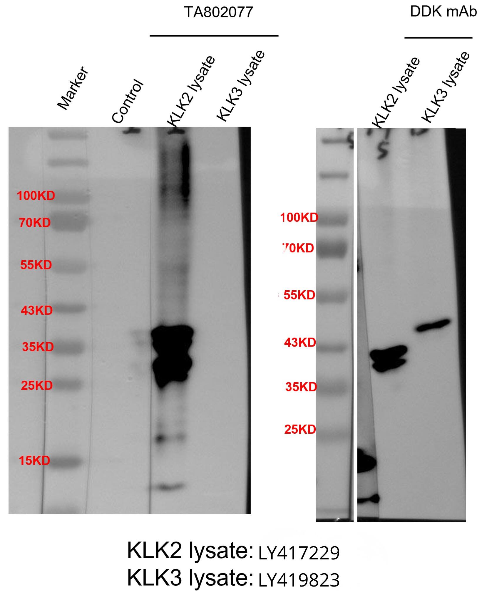 Western Blot:Kallikrein 2 Antibody (OTI5D6) - Azide and BSA Free[NBP3-48894]