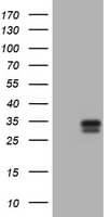 Western Blot:Kallikrein 2 Antibody (OTI5D6) - Azide and BSA Free[NBP3-48894]