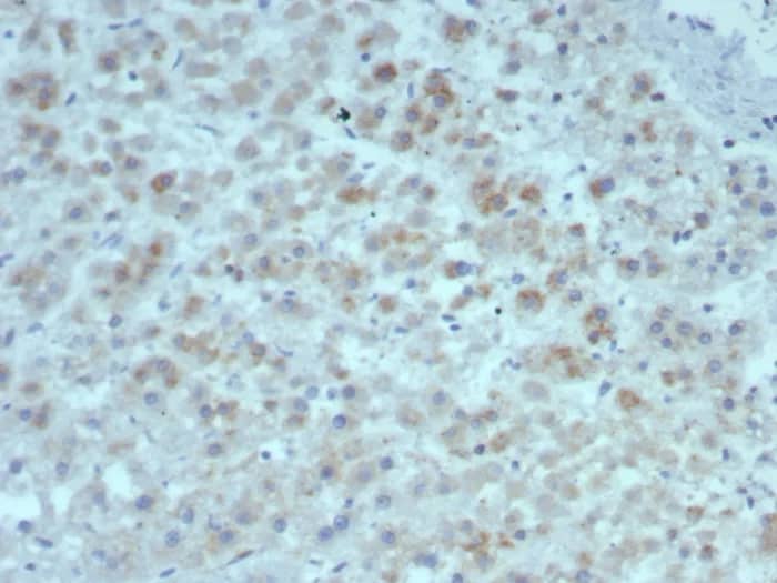 Formalin-fixed, paraffin-embedded human adrenal gland stained with IL-15 Antibody (rIL15/8050). HIER: Tris/EDTA, pH9.0, 45min. 2�C: HRP-polymer, 30min. DAB, 5min.