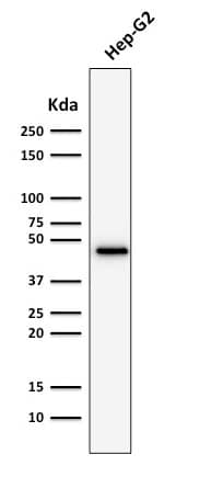 Western Blot Analysis of Hep-G2 cell lysate using Cytokeratin 19 Antibody (rKRT19/800).
